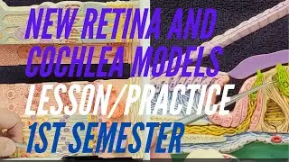 NEW RETINA AND COCHLEA MODELS:  Lesson and Practice