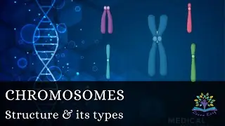 Chromosome structure| Telocentric| Acrocentric | Metacentric | Submetacentric | Haploid | Diploid