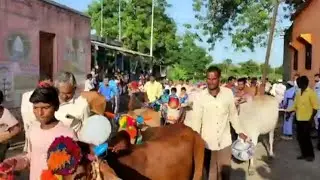 बैल पोळा 2022 ! महाराष्ट्र बेंदुर 🔥🔥2023 #shorts
