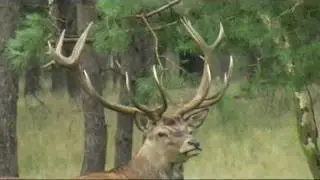 Aardhuis edelherten.Veluwe