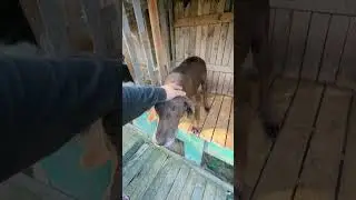 Большой вольер и Ричик