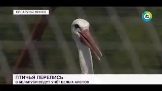 Перепись аистов началась в Беларуси