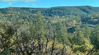 Bear Problems— What to do?