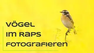 Vögel im Raps fotografieren