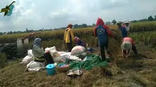 Tracktor ojeg padi