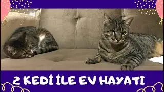 2 KEDİYLE EV HAYATI, BOL KAVGA ETTİKTEN SONRA YORULAN KEDİLER