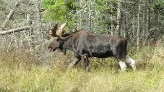 Bull Moose in Algonquin Park