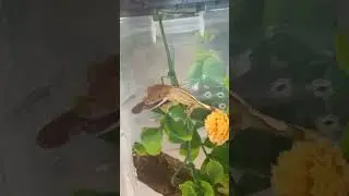 кормление бананоеда🍌