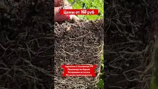 Распродажа гортензии продолжается!