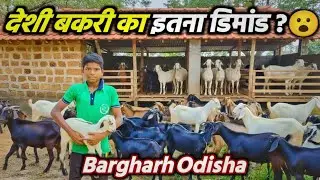 देशी बकरी पालन से 12 लाख कमाई कैसे?।How To Earn 12 lakhs from Deshi Goat Farming।। #omprakashausar