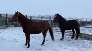 озабоченный жеребец и не приступная кобылица