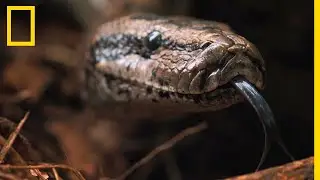 The Seba python, a ruthless monster descended from the dinosaurs