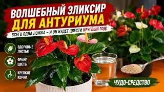 Чем подкормить антуриум, чтобы цвел круглый год.