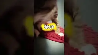 Котя)) #видео