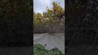 Урожай лимонов. Израиль