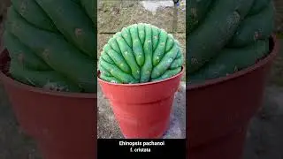Самые необычные кактусы.