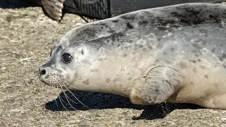Seal Release from Porteau Cove, BC