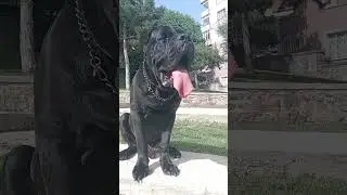 He is The Boss..! - Cane Corso #shorts