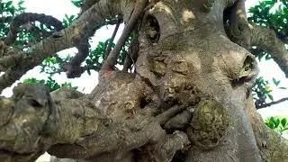 BONSAI PBBI BLITAR JULI 2022