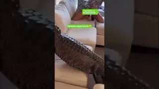 А как бы вы отреагировали? #аллигатор #флорида #жизньвсша