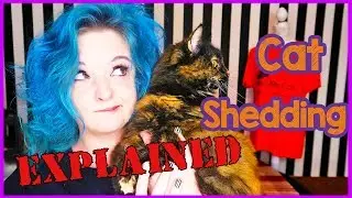 Why is My Cat Shedding Fur? Reasons Why Your Cat May Be Shedding Their Hair and How to Tackle it!