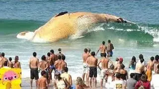 5 MONSTRUOS GIGANTES DE LAS PROFUNDIDADES