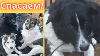 Просьбы о помощи со всех городов! Наши собаки остались голодные...