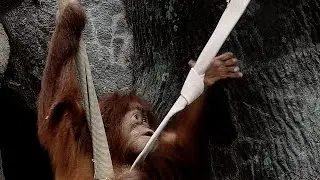 Baby Orangutan at the Zoo 4K - Mussorgsky - St. Louis Zoo