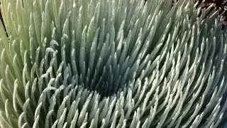 Quick Facts: Haleakala Silversword