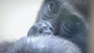 Baby gorilla Kintaro (1 year old) 2020 (summer) recap [Kyoto City Zoo, Family of the West Gorilla]