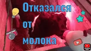 теленку месяц/ кормление теленка/ проблемы с теленком
