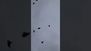 краснык Николаевские после линьки в лету.