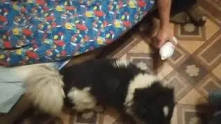 Собака не хочет пить Тан!