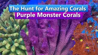 The Hunt for Amazing Corals - Wild collection in the Solomon Islands with Purple Monster Corals