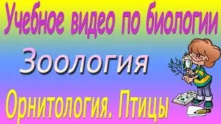Орнитология. Птицы. Зоология