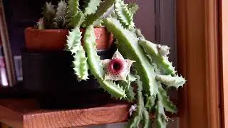 Huernia zebrina in bloom January 2024