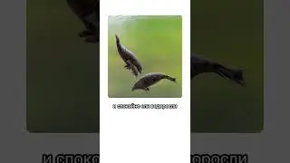 ЭТО ЖИВОТНОЕ ЛЮДИ ИСТРЕБИЛИ БЫСТРЕЕ ВСЕХ!!! #биология