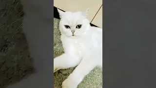 ....