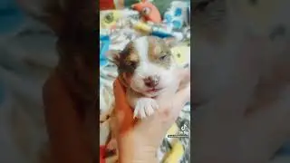 How To Worm Your 2 Week Old Puppy