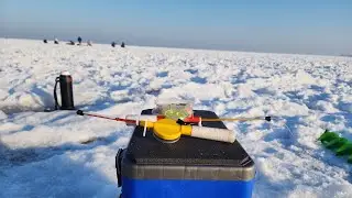 Вобла как из пулемёта. Капшагай, голубой залив. 28.12.2024 г.