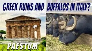Paestum Italy: From the Ancient Greeks to Buffalo Mozzarella