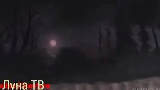 Коты воители Кленовница