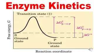 Enzyme Kinetics