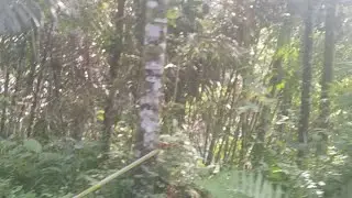 Wisata online: Taman Nasional Gunung Halimun Salak