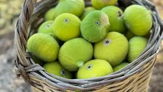 Aydın İnciri!! İncir Nasıl Sofralarımıza Nasıl Geliyor! #aydın #aydıninciri #incir #zeytin