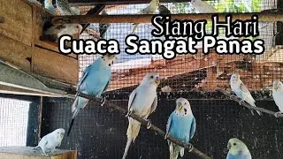 Ternak Parkit...!!! Siang Hari Diberi Kangkung Karena Cuaca Saat ini Sangat Panas