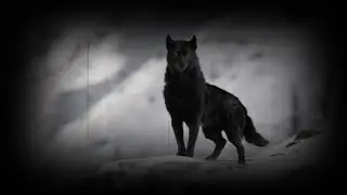 Call of the Wild | Hold on to your Life