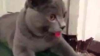 Котопёс   Смешное видео
