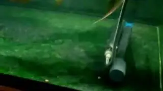 紅尾金龍がキャットを捕食