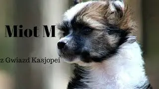 Miot M #2